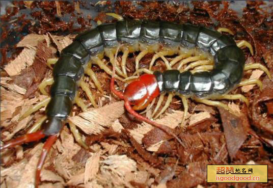 红头蜈蚣特产照片