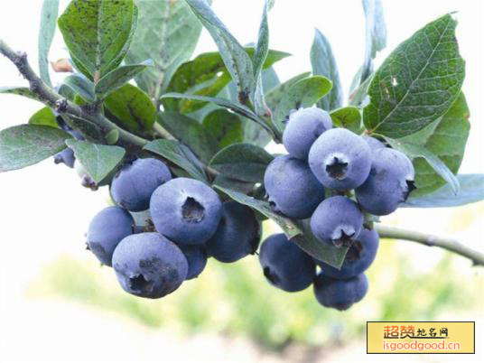 鄂伦春蓝莓特产照片