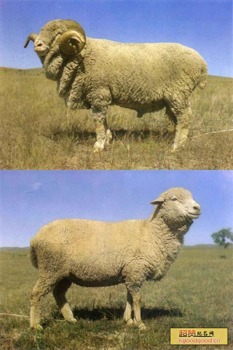 内蒙古细毛羊特产照片