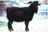吕梁黑山羊特产照片