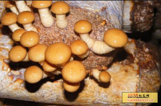 平泉食用菌特产照片