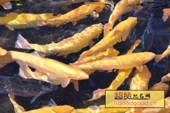 怀柔虹鳟鱼特产照片