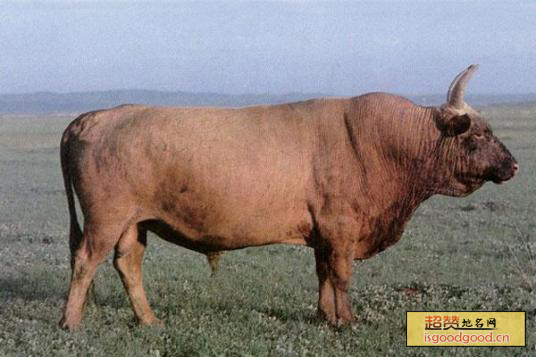 蒙古牛特产照片