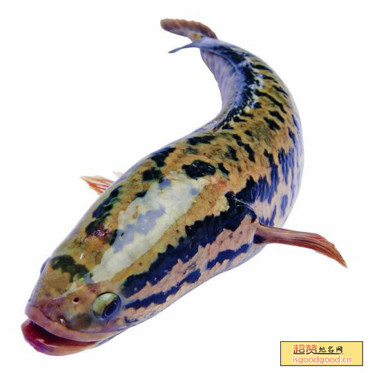 东平湖乌鳢鱼特产照片