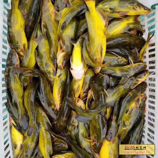 东平湖黄桑鱼特产照片