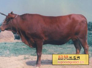 郏县红牛特产照片