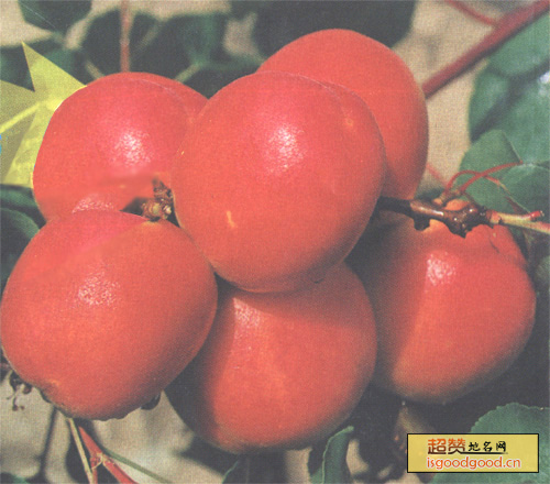 铁铺大红柿特产照片
