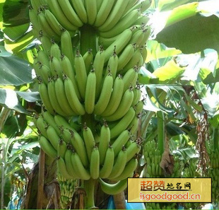 溪口香蕉特产照片