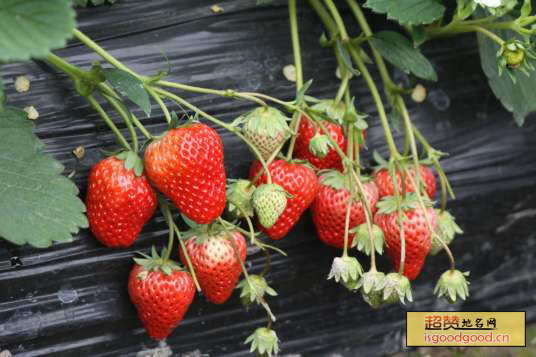 昌平草莓特产照片