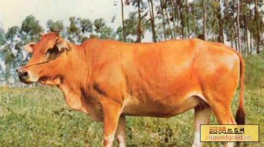 隆林黄牛特产照片