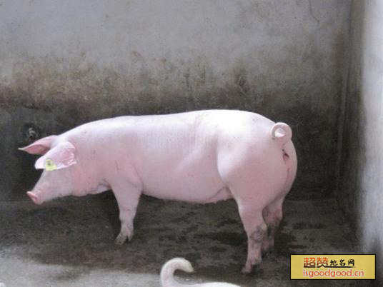瘦肉型猪特产照片