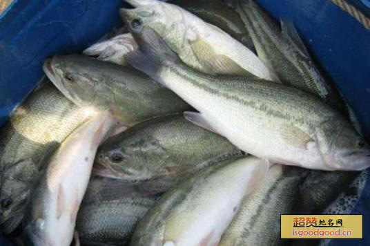 钦州鲈鱼特产照片