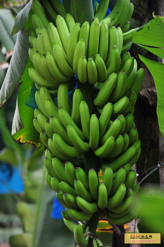 浦北香蕉特产照片