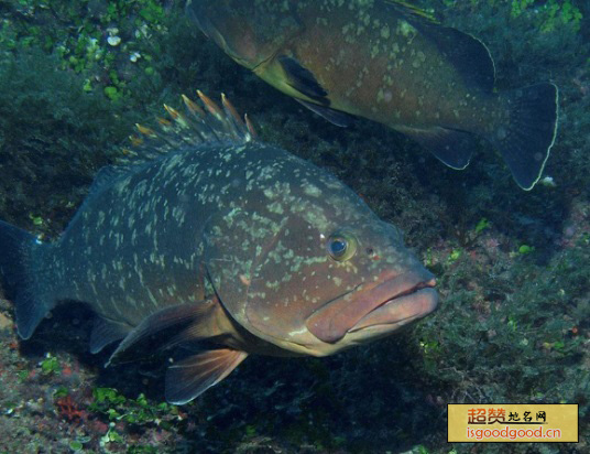 钦州石斑鱼特产照片