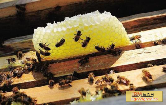 琼中蜂蜜特产照片