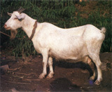 川东白山羊特产照片