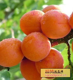 北寨红杏特产照片