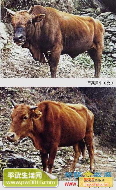 平武黄牛特产照片