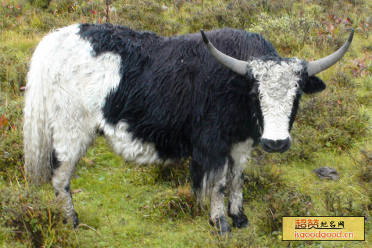 金川多肋牦牛特产照片