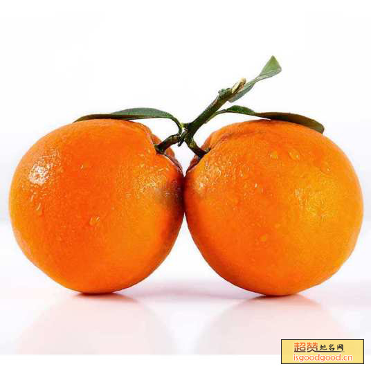 红格脐橙特产照片