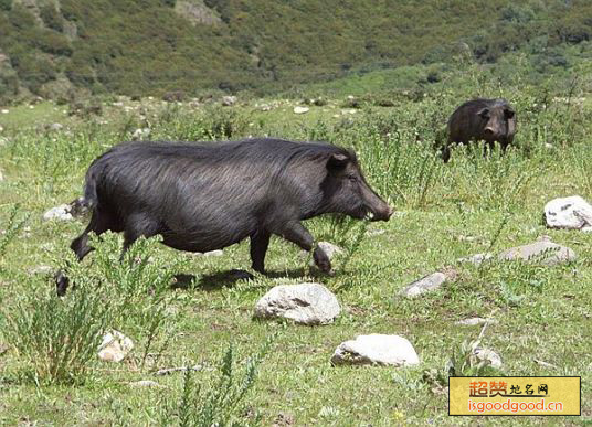 稻城藏香猪特产照片