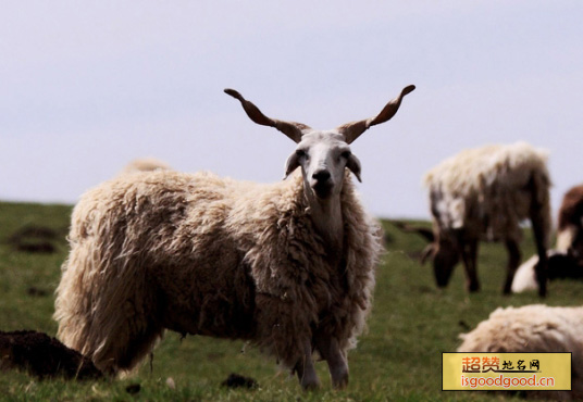 甘加藏羊特产照片