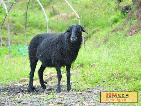 贵南黑藏羊特产照片
