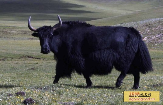 同德特产青藏高原牦牛