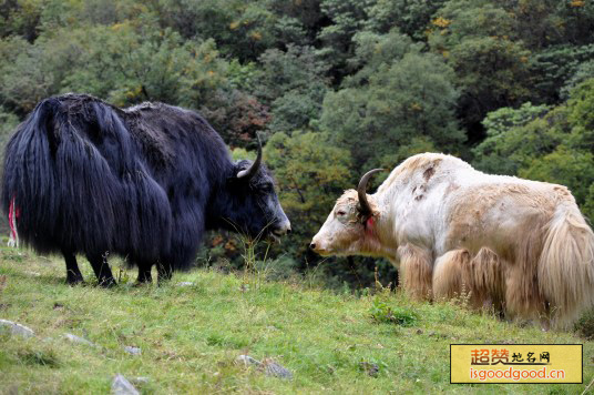 唐古拉牦牛特产照片