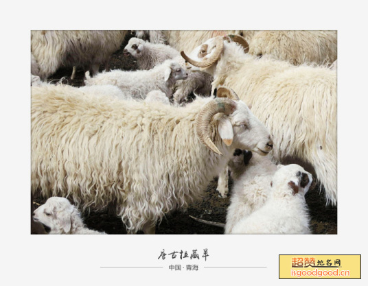 唐古拉藏羊特产照片
