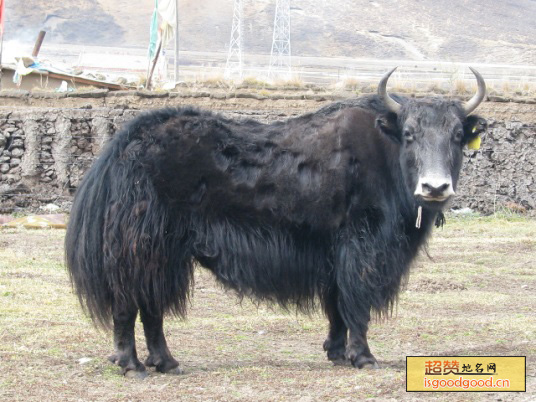 久治牦牛特产照片
