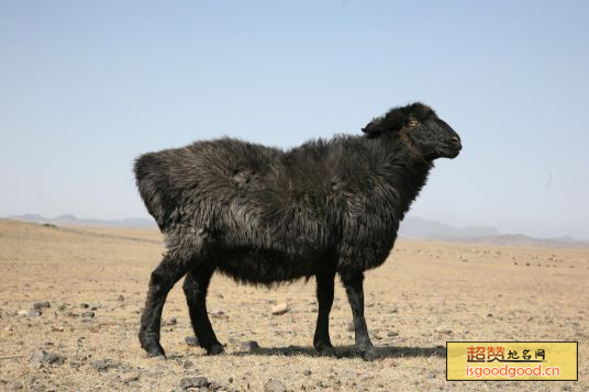 吐鲁番黑羊特产照片