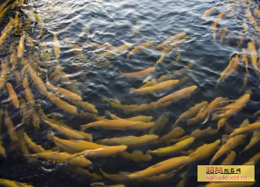 赛里木湖冷水鱼特产照片