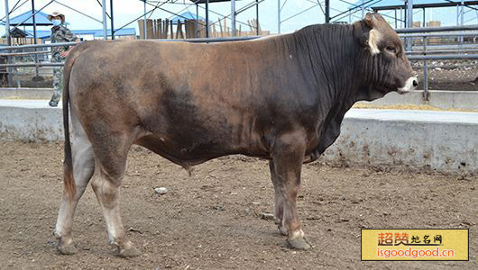 新疆褐牛特产照片