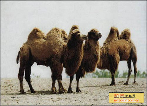 双峰野骆驼特产照片