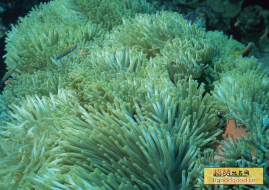 珊瑚特产照片
