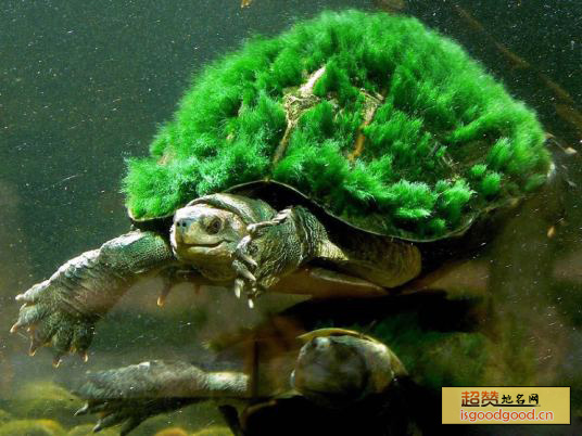 绿毛龟特产照片