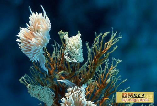 海南珊瑚特产照片