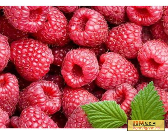 尚志红树莓特产照片