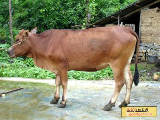 南丹黄牛特产照片