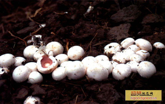 双孢蘑菇特产照片