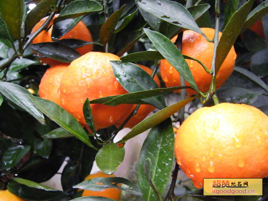 黄沙坞柑橘特产照片