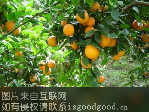 无核早熟柑橘特产照片