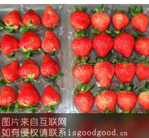 春峰草莓特产照片