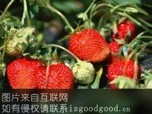 黑山谷草莓特产照片