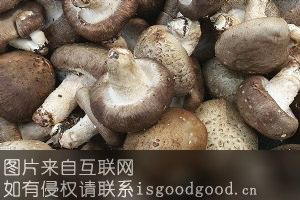 张家界香菇特产照片