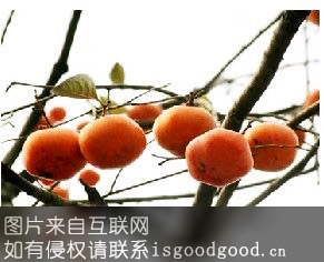 永顺红柿特产照片