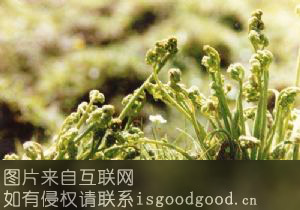 南山牌蕨菜特产照片
