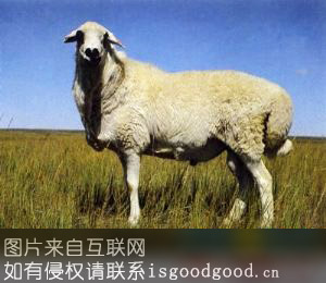乌珠穆沁羊特产照片