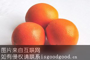 茶陵脐橙特产照片